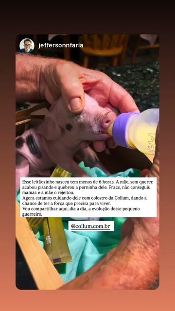 Transformação real de um pug