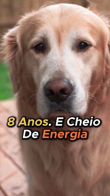 Depoimento do tutor de um golden de 8 anos